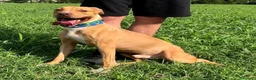 Pitbull cani in regalo: CLYDE CERCA CASA - Annuncio 3