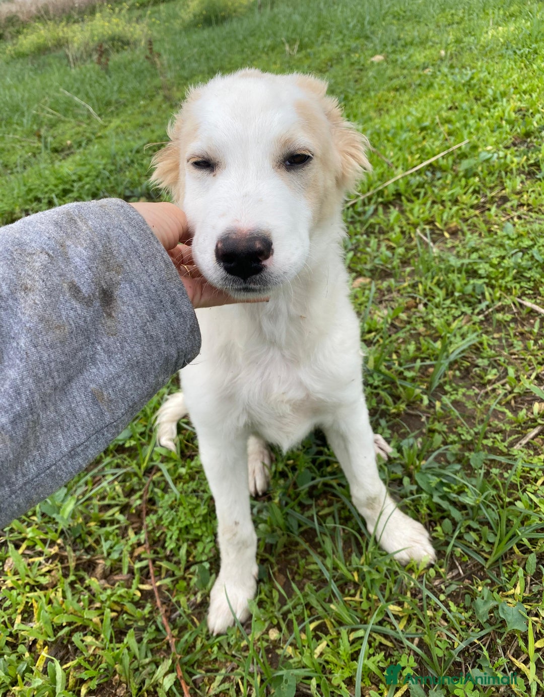 Meticcio cani in regalo: Fuffy cucciolo adorabile - Annuncio 2