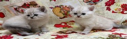 British gatti in vendita: Scottish fold sthrait  - Annuncio 5