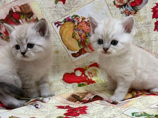 British gatti Scottish fold sthrait - Annuncio 3