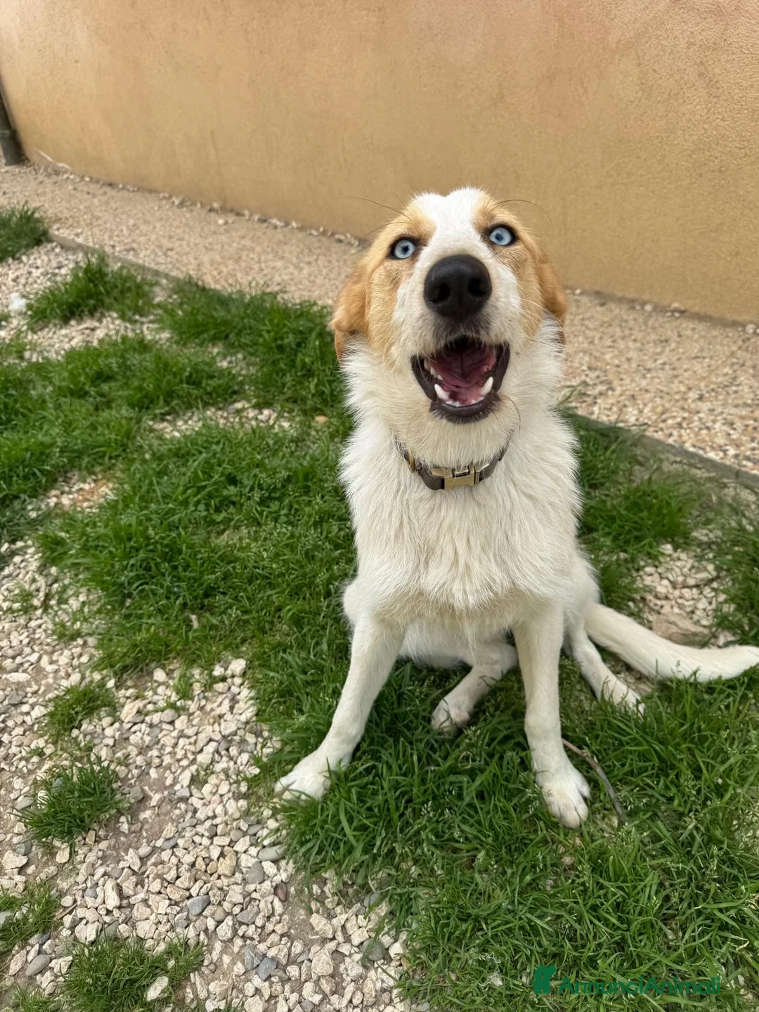 Meticcio cani in regalo: 10mesi kg13 occhi azzurri salita ieri! MILANO URGE - Annuncio 2