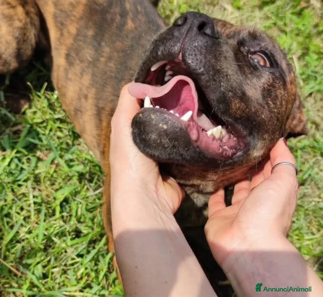 Boxer cani in regalo: Cagnolini incrocio boxer - Annuncio 1