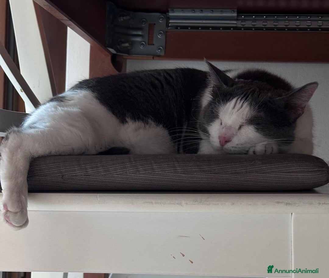 Europeo gatti in regalo: WEINE e UANA, dolci gatti in adozione! - Annuncio 3