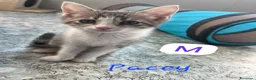 Europeo gatti in regalo: TANTI GATTINI IN ADOZIONE - Annuncio 6