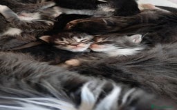 Maine Coon gatti in vendita: Cuccioli di Maine Coon Altissima Genealogia  a Provincia di Lucca - Immagine 6