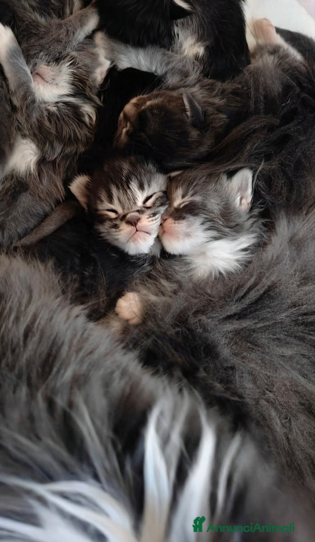 Maine Coon gatti in vendita: Cuccioli di Maine Coon Altissima Genealogia  a Provincia di Lucca - Immagine 6