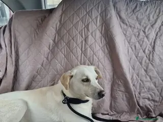 Meticcio cani Dolce, buono, bello Blanco 17 chili circa - Annuncio 2