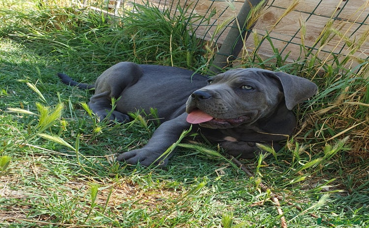 Cane Corso cani a Provincia dell'Aquila - Annuncio 2