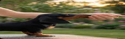 Bassotto cani in vendita: Bassotto nano - Annuncio 1