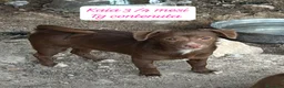 Meticcio cani in regalo: Cuccioli cercano urgentemente famiglia  a Provincia di Monza e della Brianza - Annuncio 2
