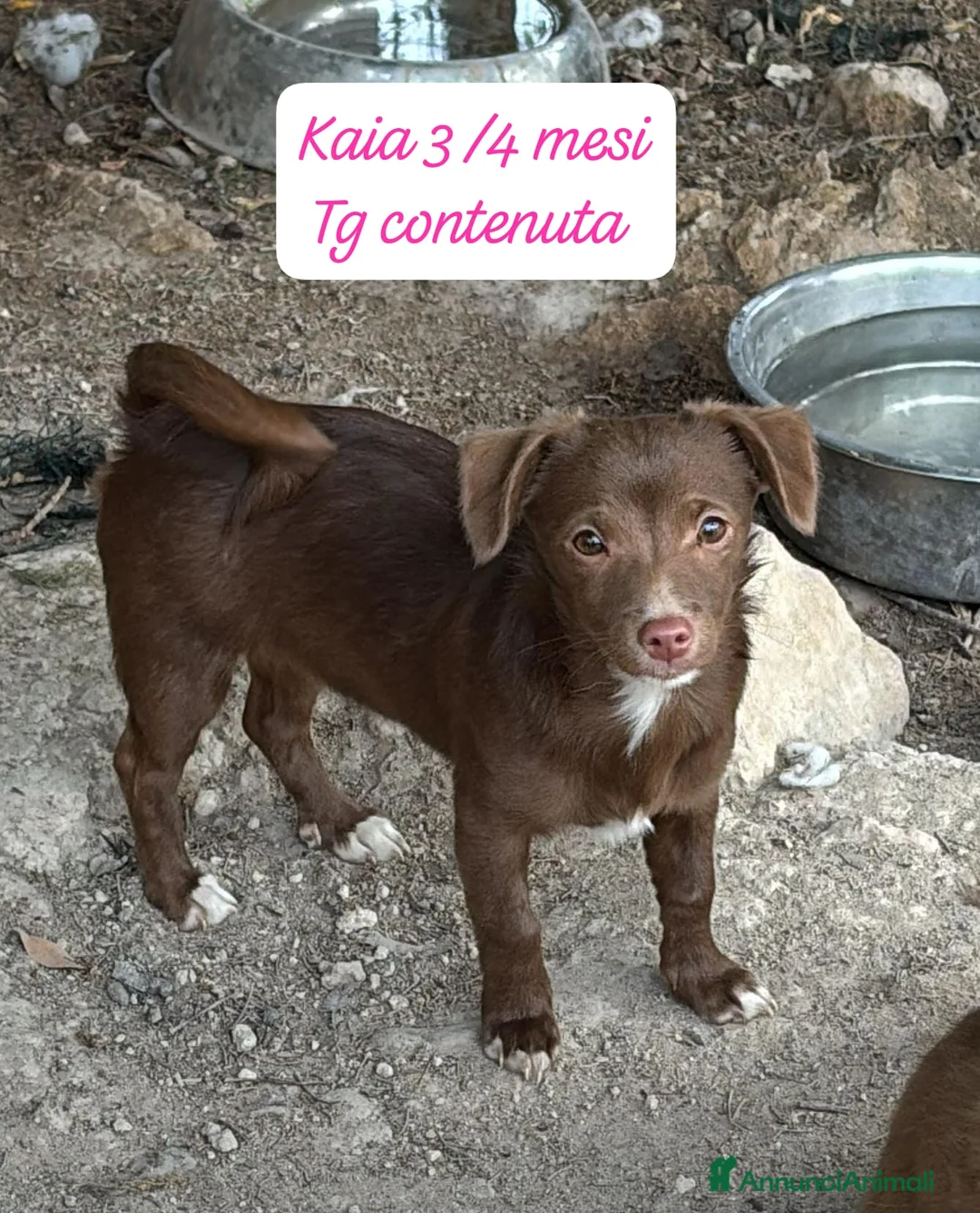 Meticcio cani in regalo: Cuccioli cercano urgentemente famiglia  a Provincia di Monza e della Brianza - Annuncio 2