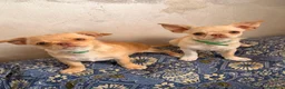 Chihuahua cani in vendita: Vendesi a Città Metropolitana di Torino - Annuncio 6