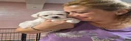 Maltese cani in vendita:  Cucciola femmina - Annuncio 2