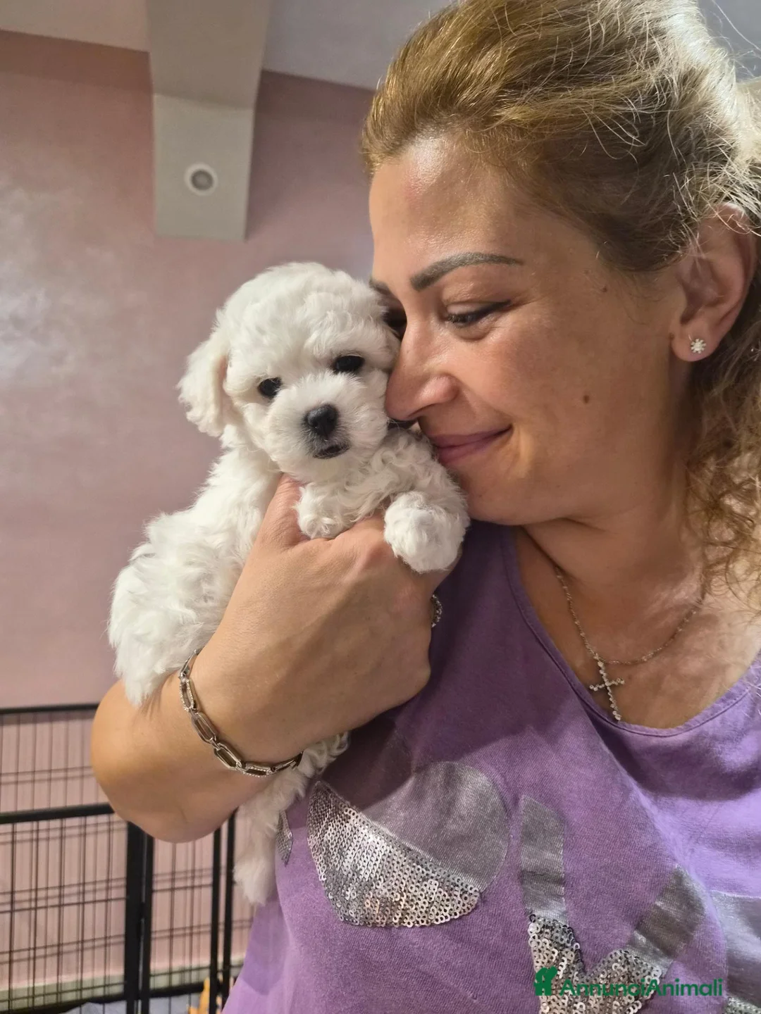 Maltese cani in vendita:  Cucciola femmina - Annuncio 2