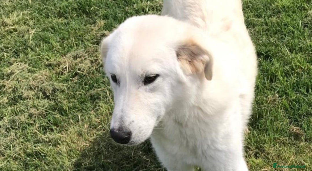 Meticcio cani in regalo: Ziguli cucciolone mix labrador a Provincia di Latina - Annuncio 4