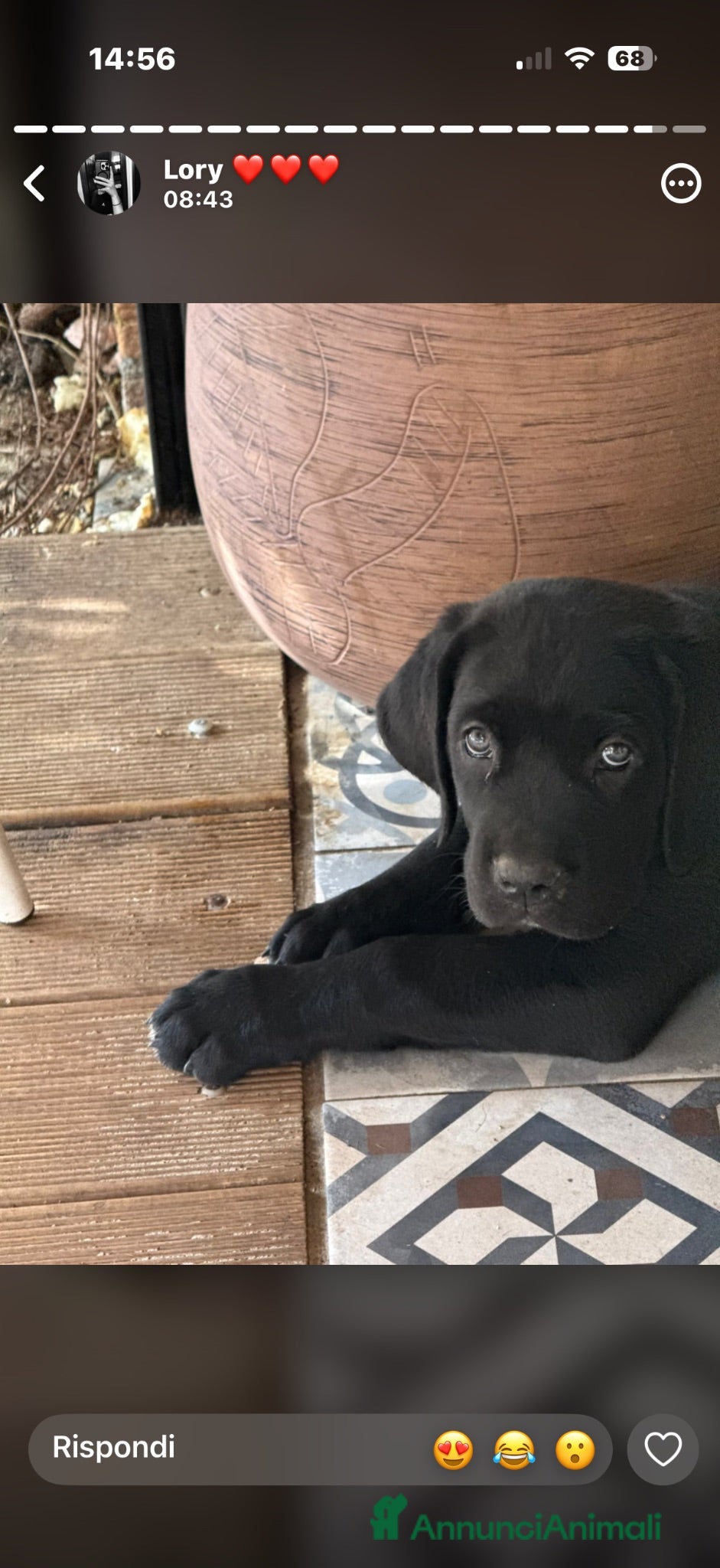 Cane Corso cani Cane corso  - Annuncio 1