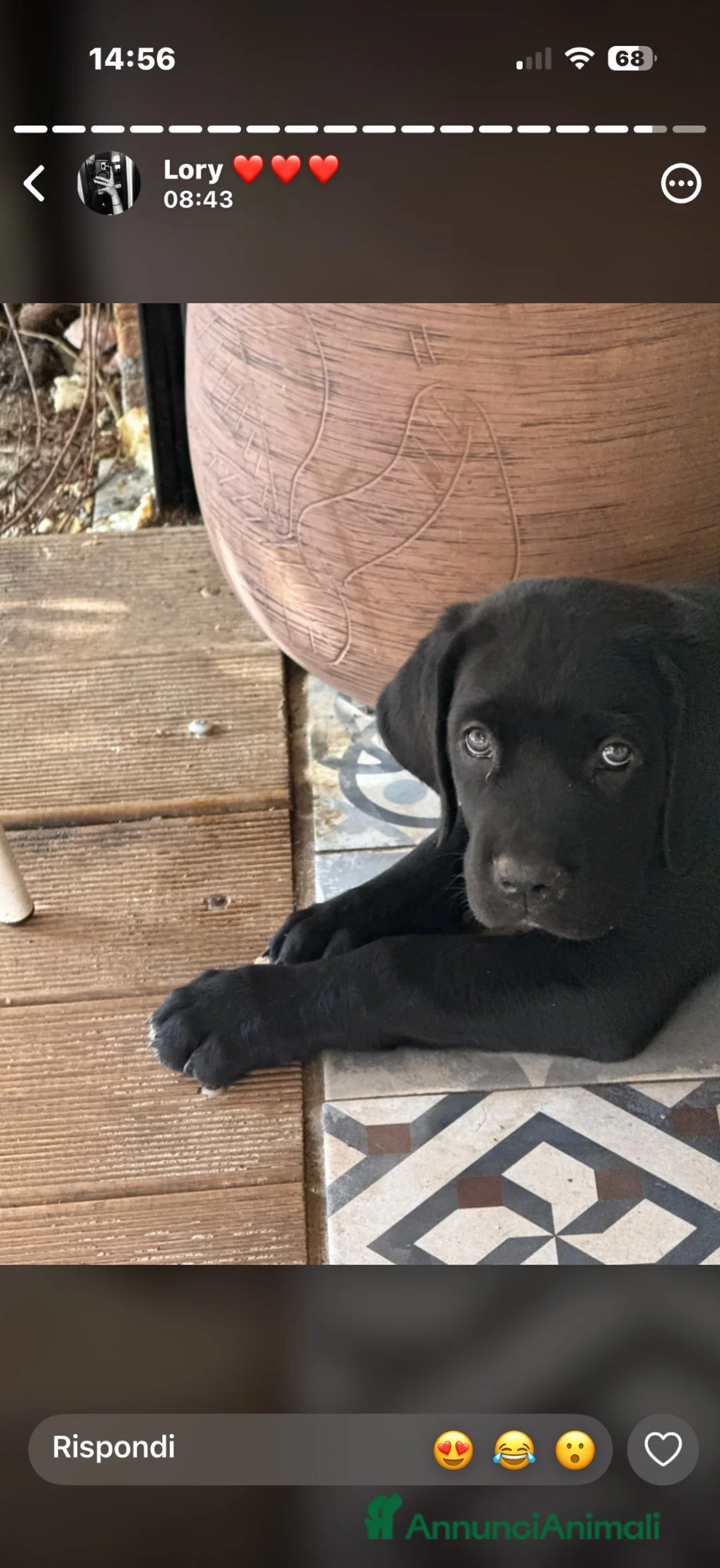 Cane Corso cani in vendita: Cane corso  - Annuncio 1