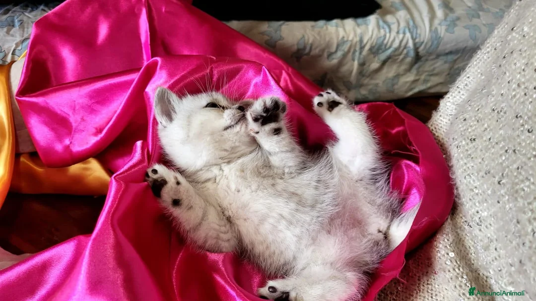 British gatti in vendita: British stupenda con KIT REGALO - Annuncio 1