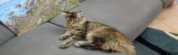 Maine Coon gatti in vendita: Cucciola Maine Coon - Annuncio 4