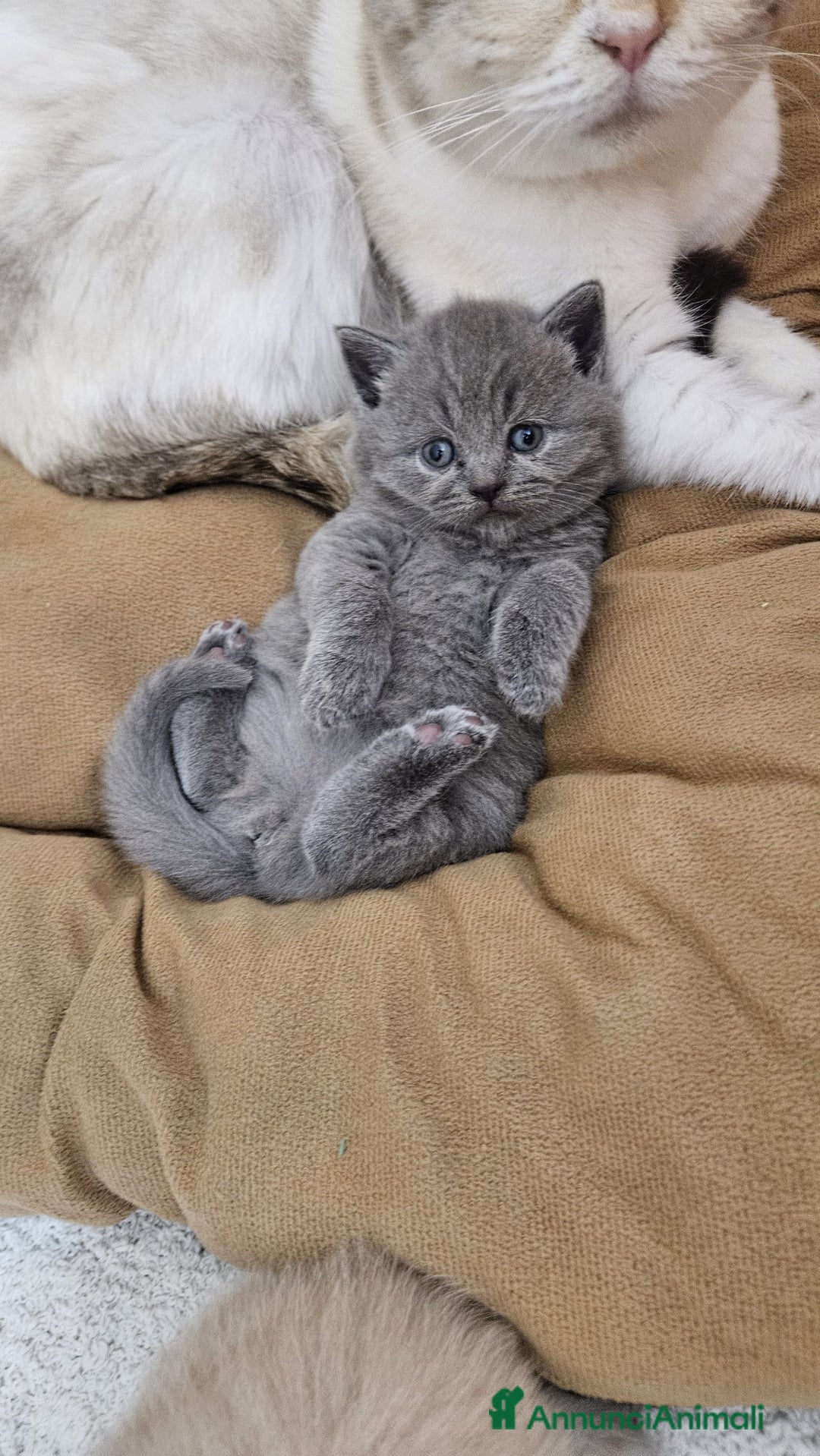 British gatti in vendita: Schottich Fold e Scottich Straight  - Annuncio 4