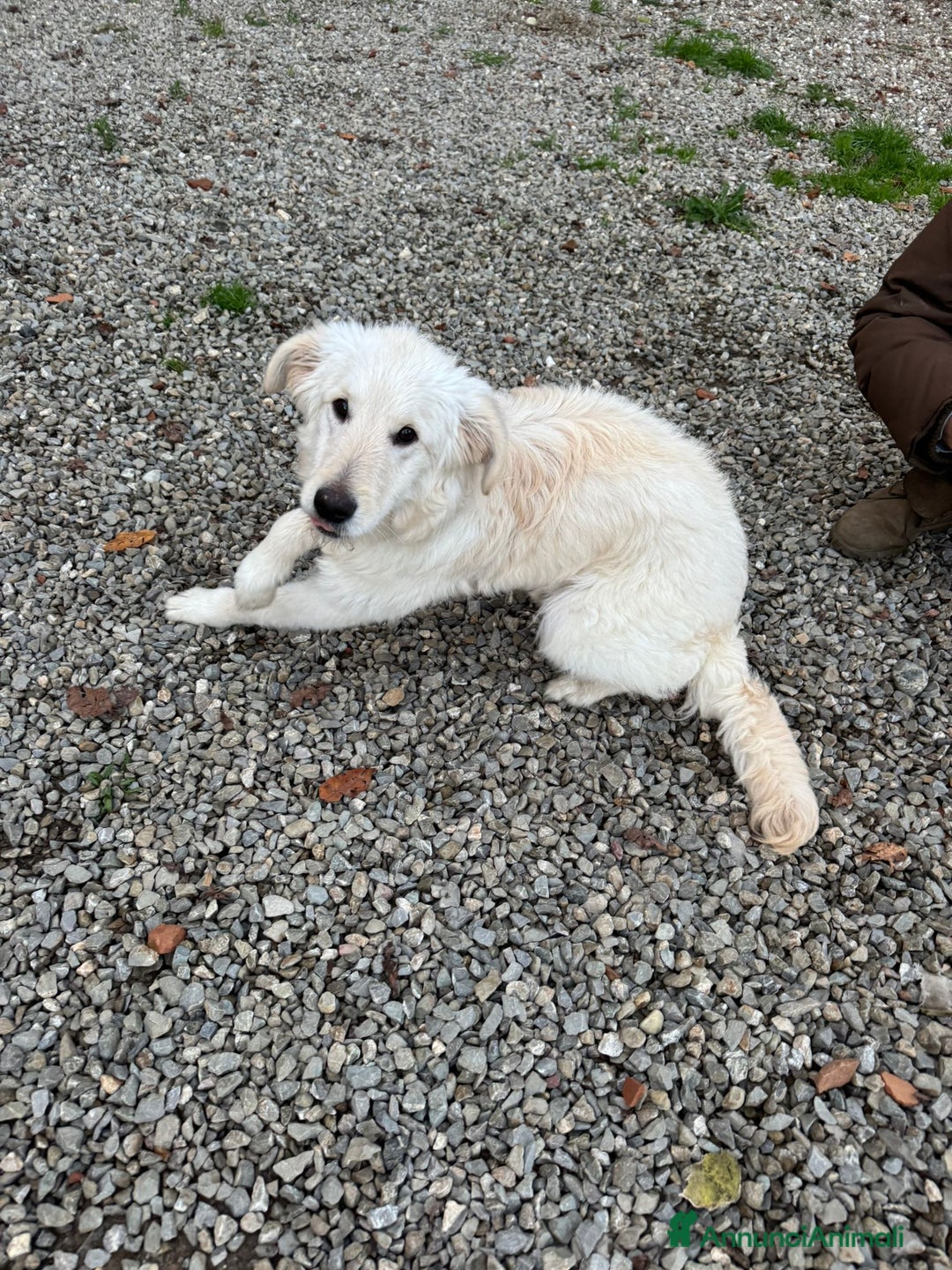 Meticcio cani in regalo: Lilly: 8 mesi, taglia media, socievole  - Annuncio 4