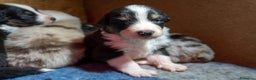 Australian Shepherd cani in vendita: Australian Shepherd  - Annuncio 32