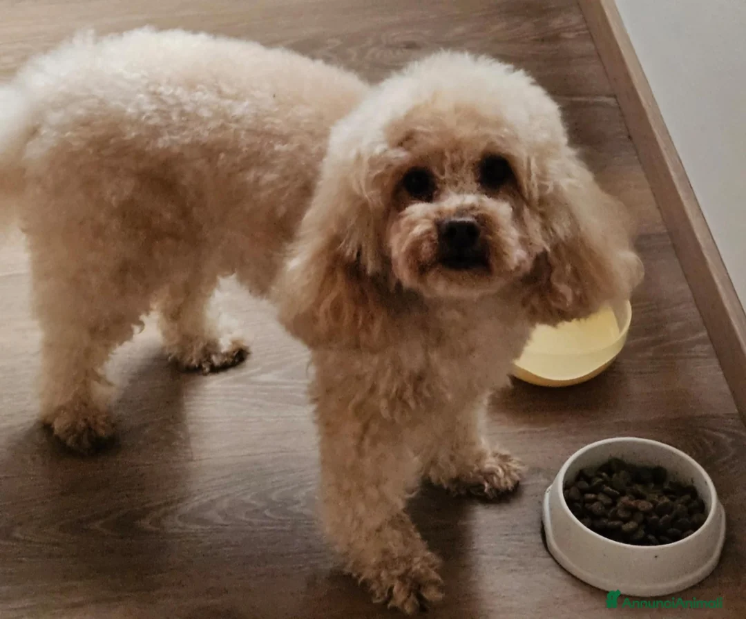 Barboncino Toy cani per accoppiamento: Charlie cerca una fidanzatina a Provincia di Verona - Annuncio 1