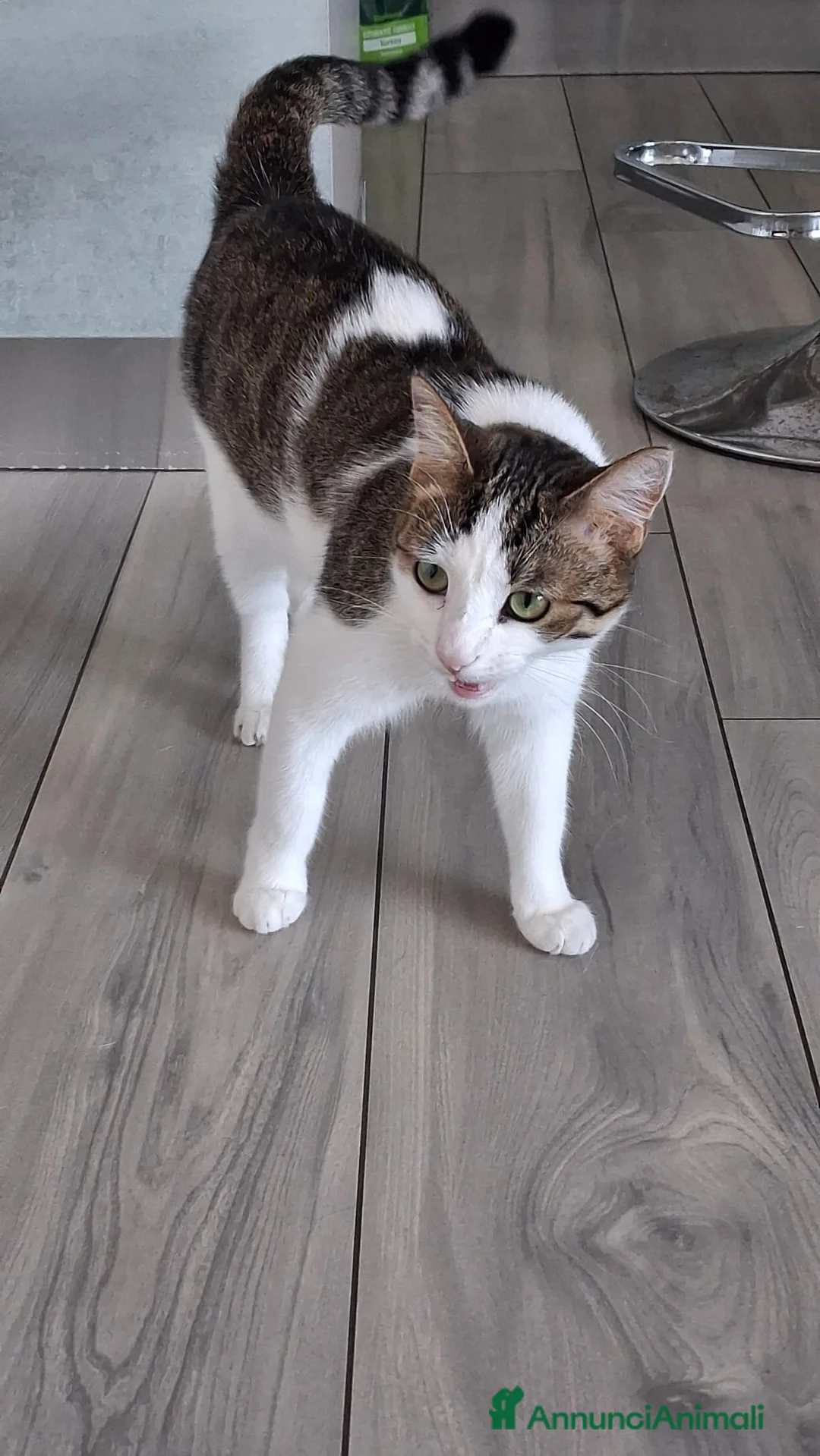 Altre razze gatti in regalo: GATTE ADULTE  - Annuncio 3