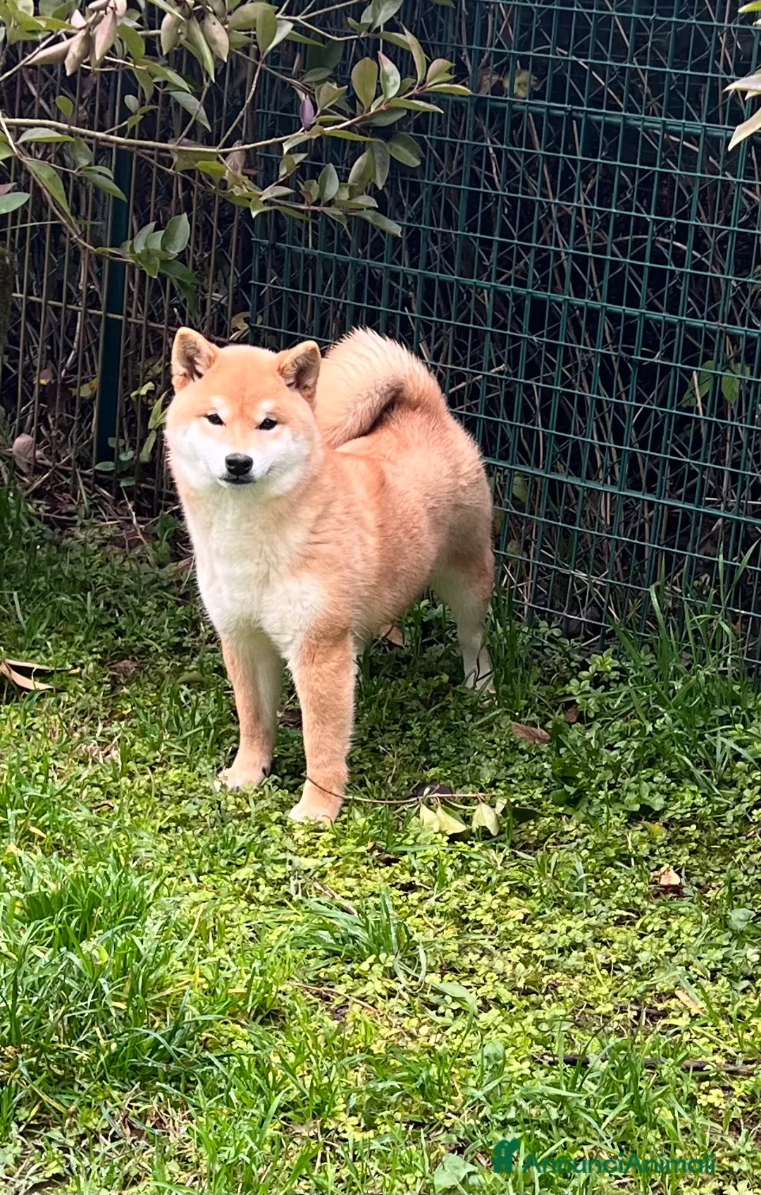Shiba Inu cani in vendita: Shiba inu cuccioli  - Annuncio 31