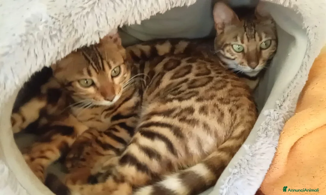 Bengala gatti in vendita: Cuccioli di Bengala disponibili  - Annuncio 2