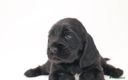 Cocker cani in vendita: cuccioli di cocker spaniel inglese - Immagine 2