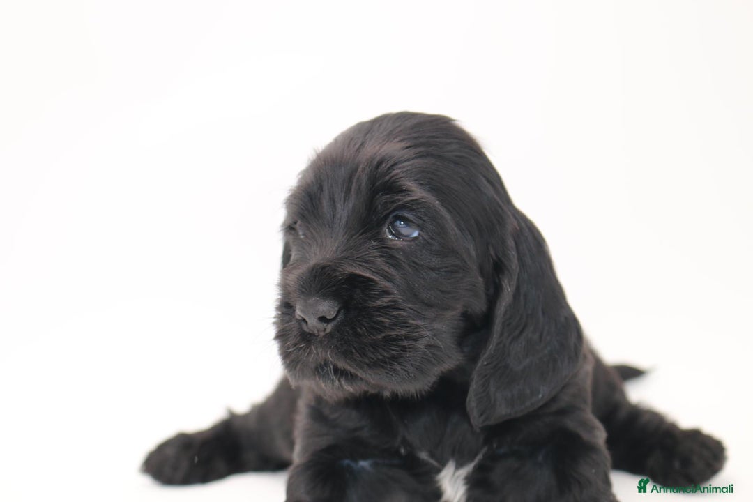 Cocker cani in vendita: cuccioli di cocker spaniel inglese - Annuncio 2