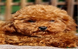 Barboncino Toy cani per accoppiamento: Barboncino per accopiamento  / monta - Immagine 8