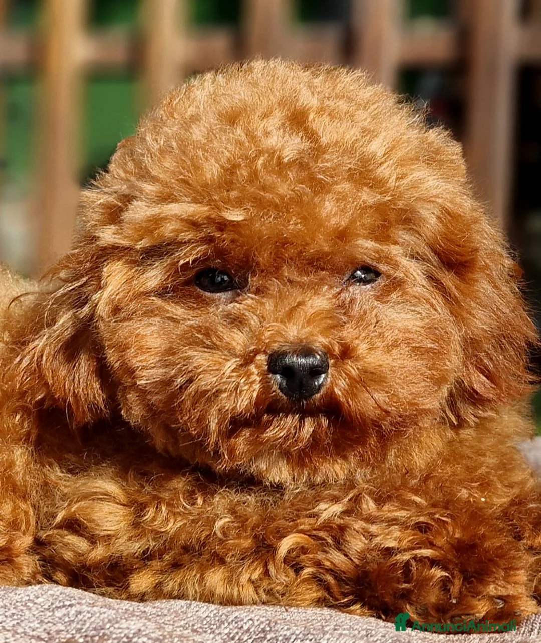 Barboncino Toy cani per accoppiamento: Barboncino per accopiamento  / monta - Annuncio 8