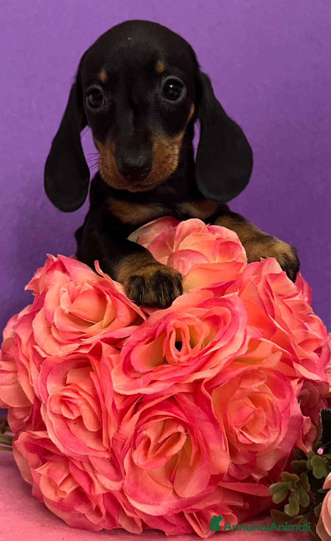 Bassotto cani in vendita: Cuccioli bassotto tedesco pelo corto  - Annuncio 2