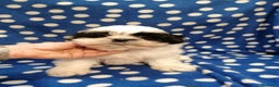 Shih Tzu cani in vendita: Shih Tzu imperiale cuccioli - Annuncio 6