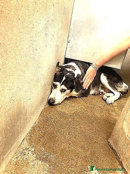 Meticcio cani ADOZ.DEL💔:creperà inbox di💩o lo abbatteranno? - Annuncio 1