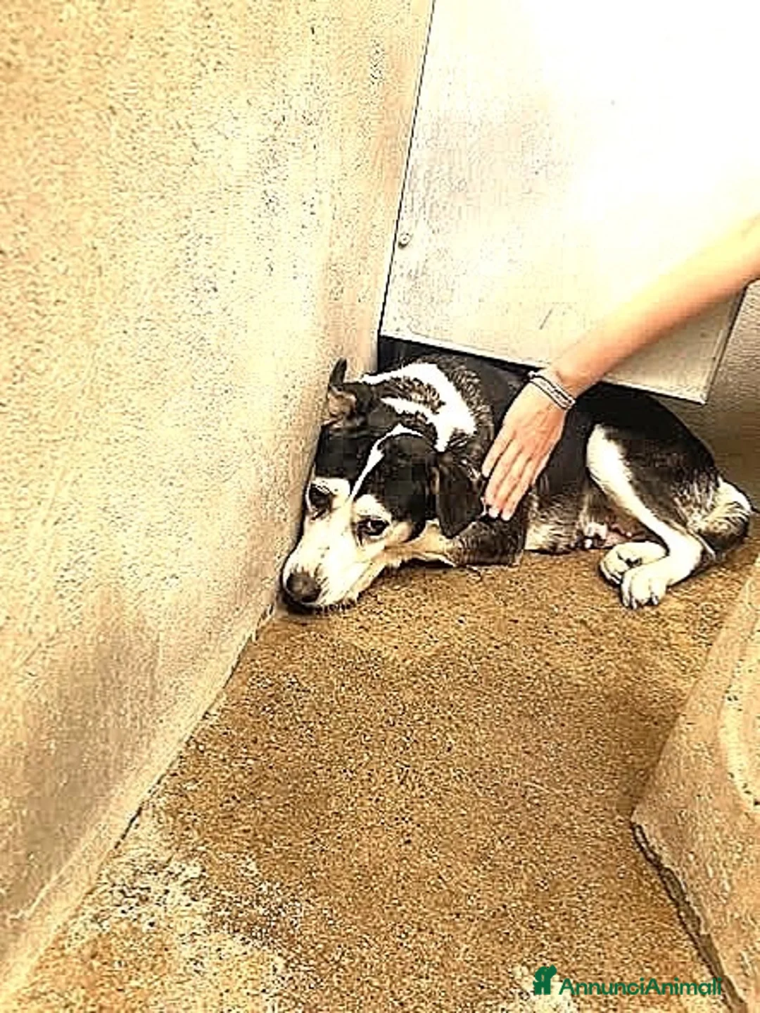 Meticcio cani in regalo: ADOZ.DEL💔:creperà inbox di💩o lo abbatteranno? - Annuncio 1