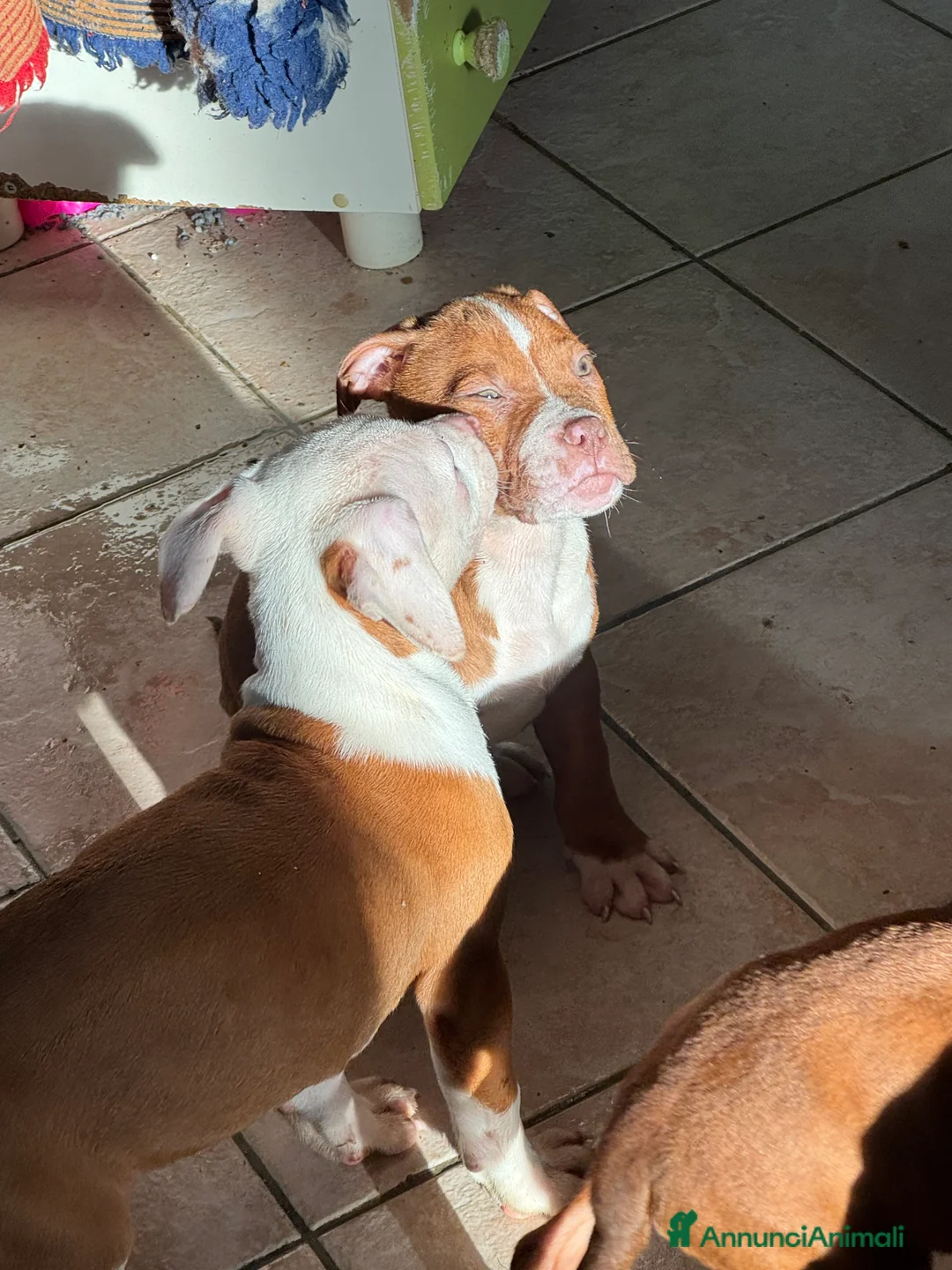 Pitbull cani in vendita: Cuccioli di Pit Bull con pedigree anche a rate - Annuncio 21