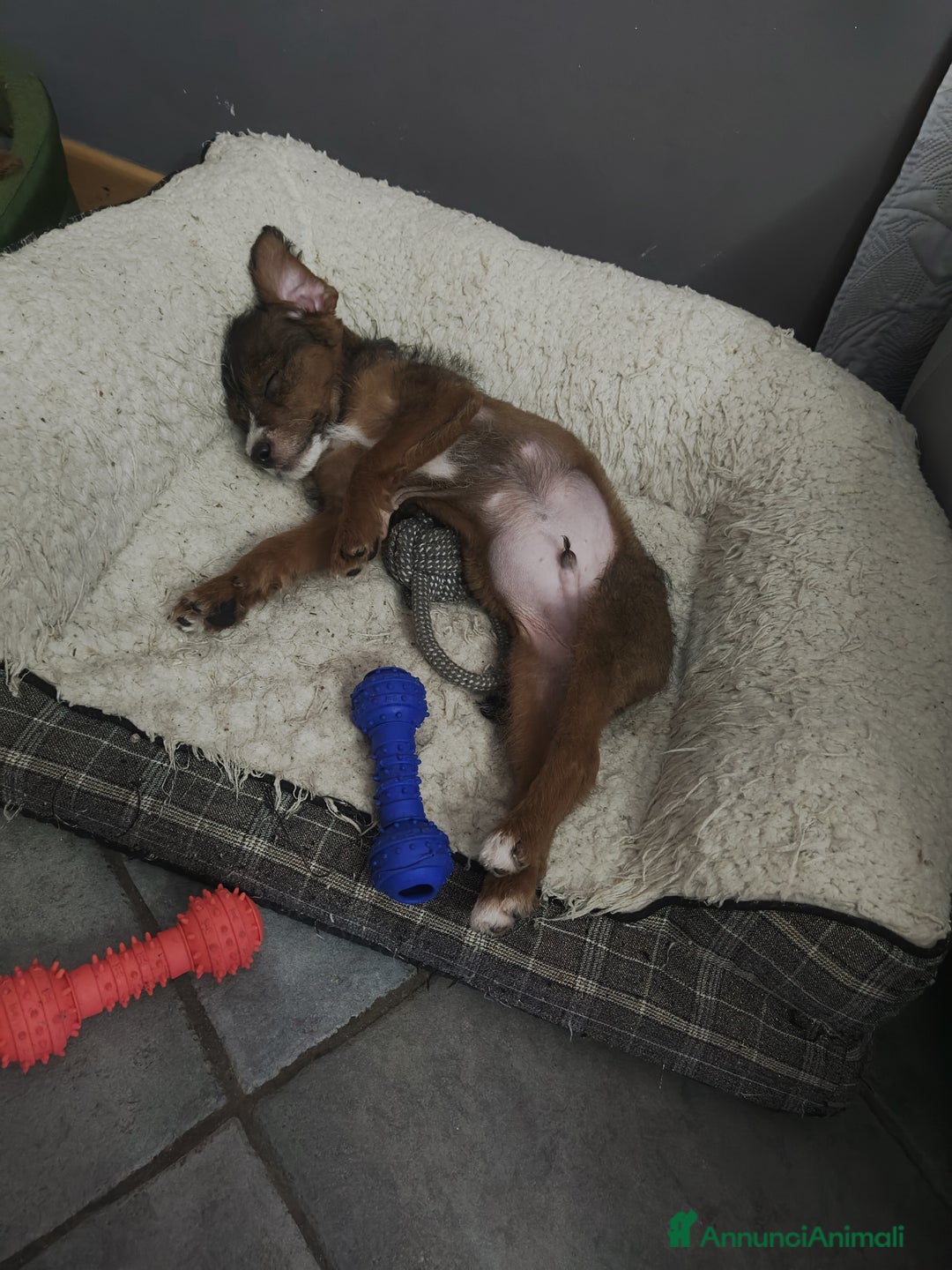 Meticcio cani in regalo: Regalo cuccioli di cane taglia piccola - Annuncio 2