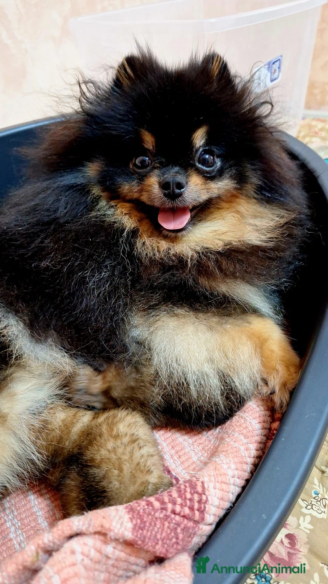 Spitz cani in vendita: Spitz tedesco nano - Annuncio 1