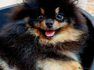 Spitz cani Spitz tedesco nano - Annuncio 1