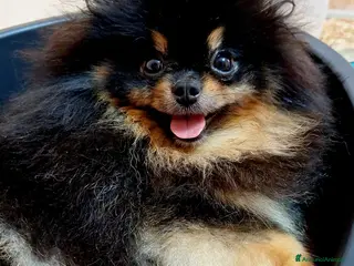 Spitz cani Spitz tedesco nano - Annuncio 34