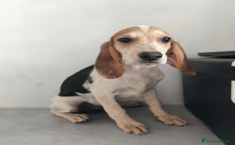 Beagle cani a Città metropolitana di Messina - Annuncio 3