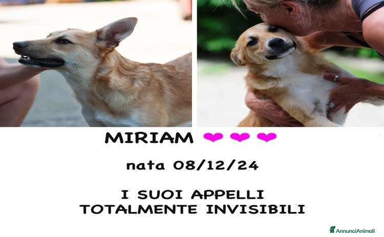 Meticcio cani a Provincia di Bergamo - Annuncio 10