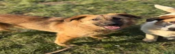 Pastore Tedesco cani in regalo: ANNIE, intelligenza da Pastore, super coccolona! - Annuncio 2