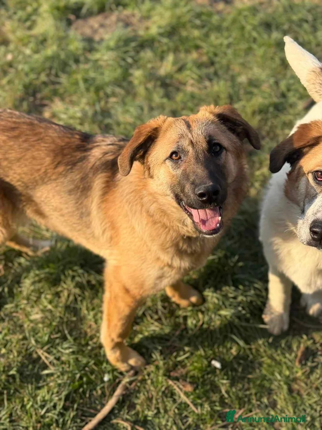 Pastore Tedesco cani in regalo: ANNIE, intelligenza da Pastore, super coccolona! - Annuncio 2