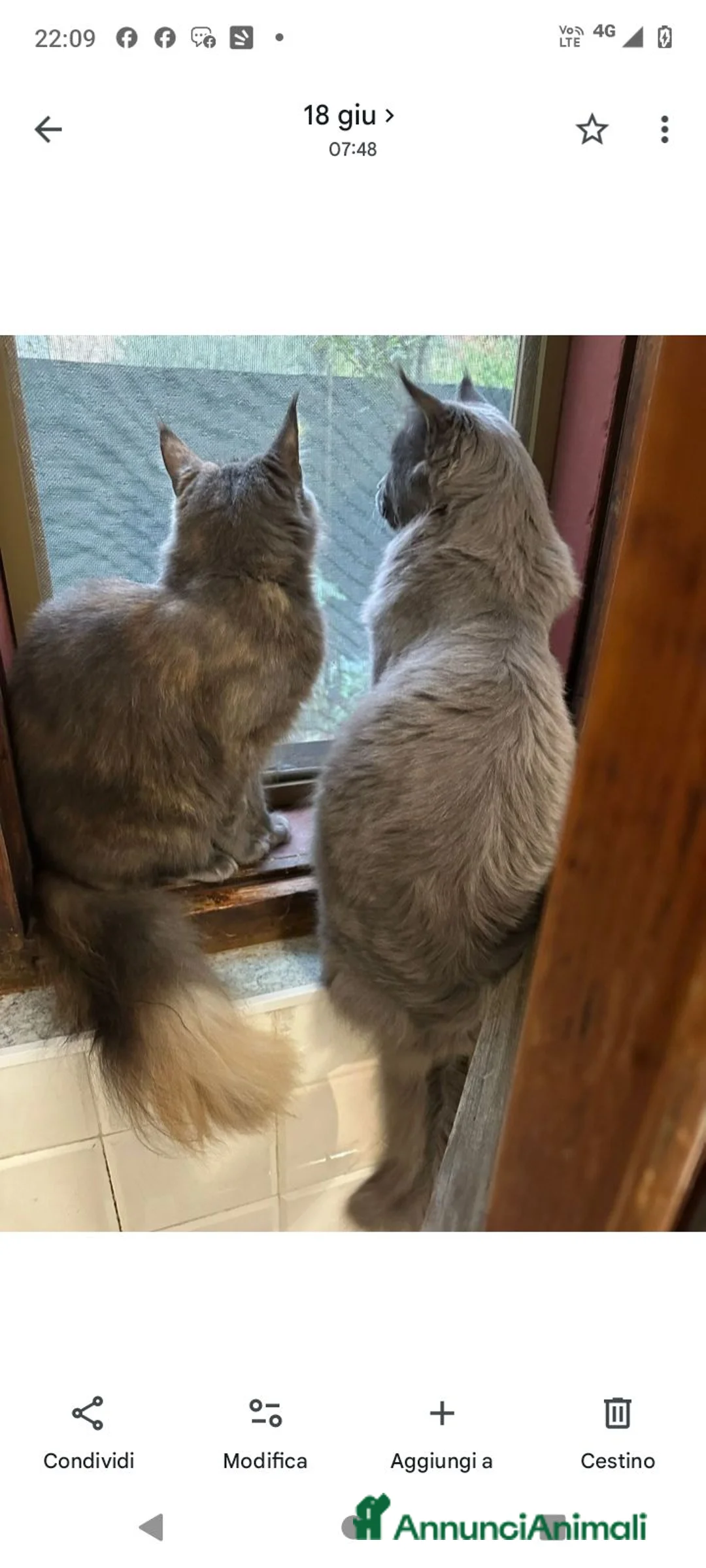 Maine Coon gatti in vendita: Cuccioli di Maine Coon  - Annuncio 6