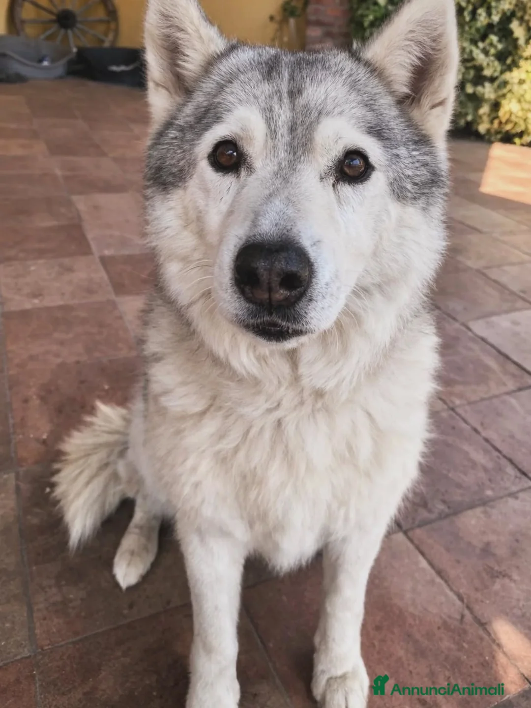 Husky cani in regalo: KUMA adozione del cuore 12 anni cerca casa - Annuncio 2