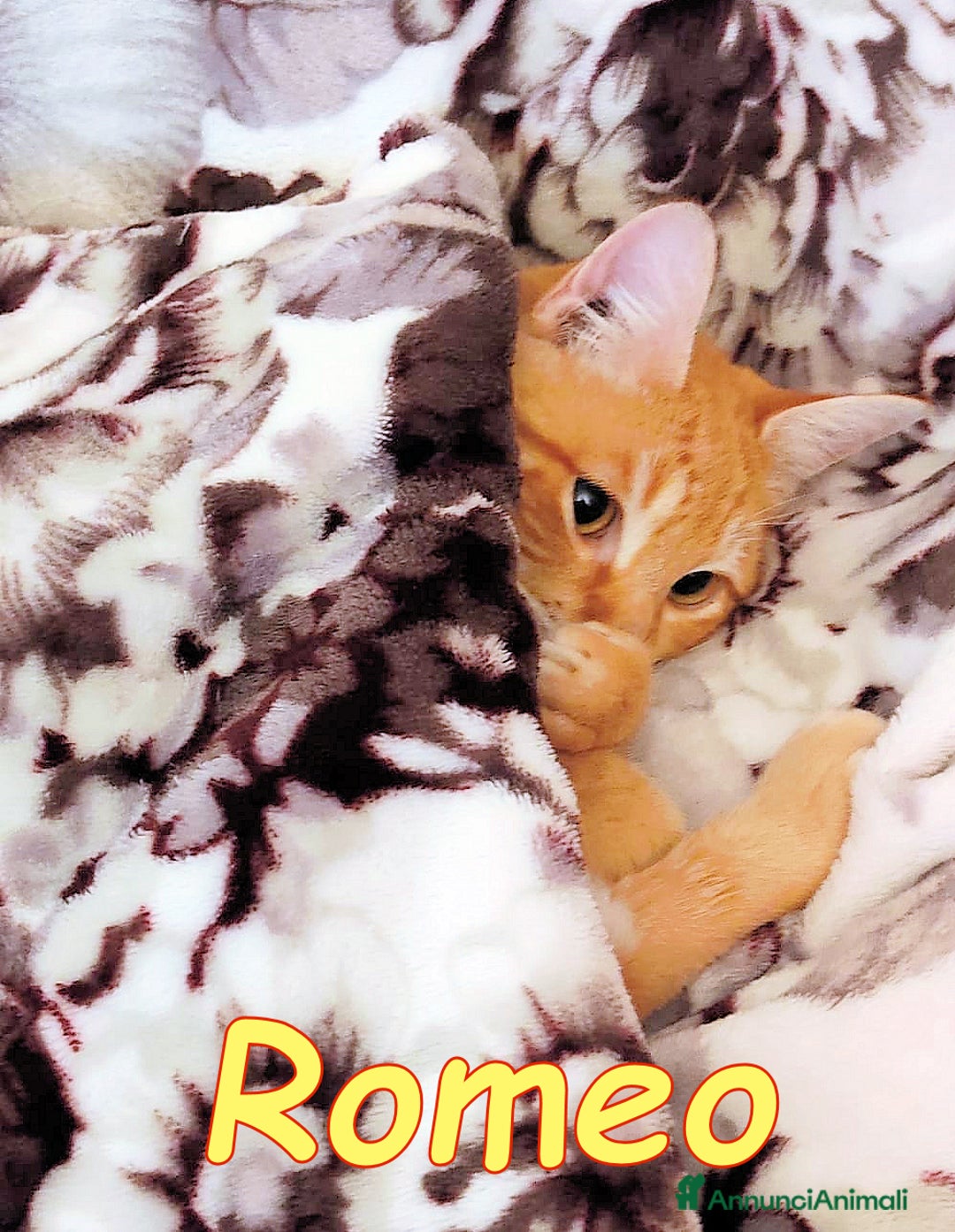 Europeo gatti in regalo: ROMEO UN AMORE DI MICETTO - Annuncio 1